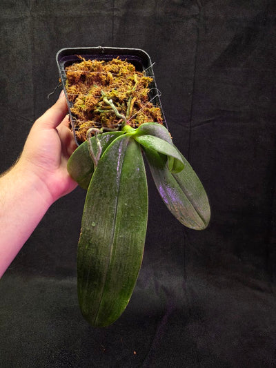 Phalaenopsis Gigantea #01