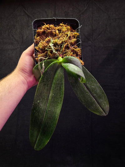 Phalaenopsis Gigantea #01