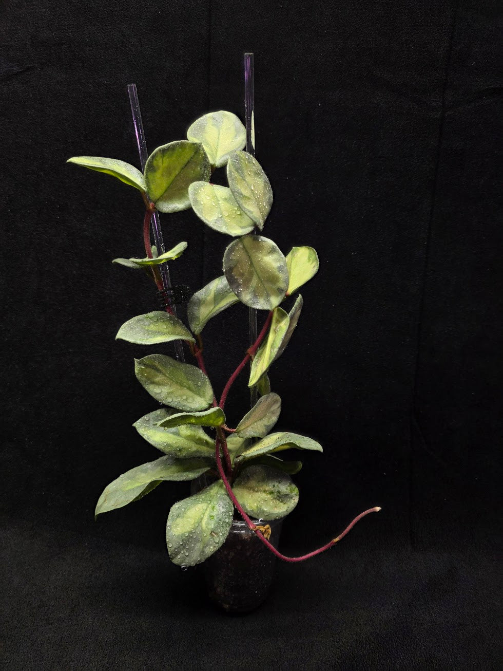 Hoya Argentea Princess #02