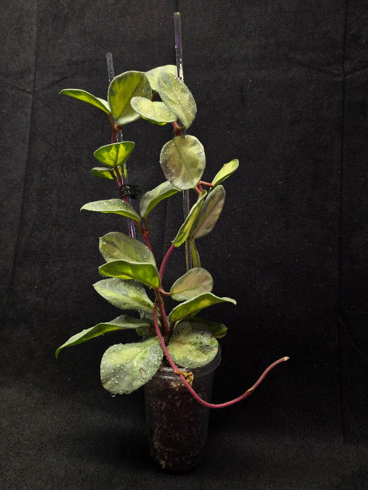 Hoya Argentea Princess #02