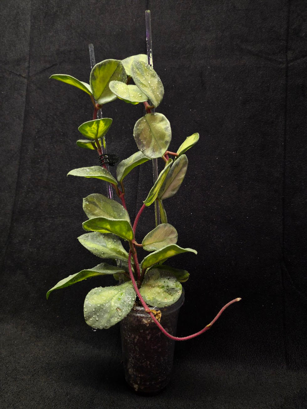 Hoya Argentea Princess #02
