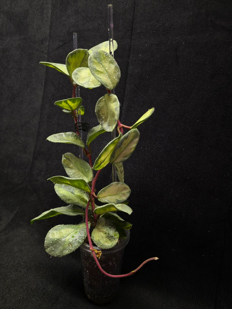 Hoya Argentea Princess #02