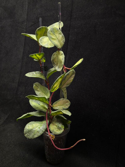 Hoya Argentea Princess #02