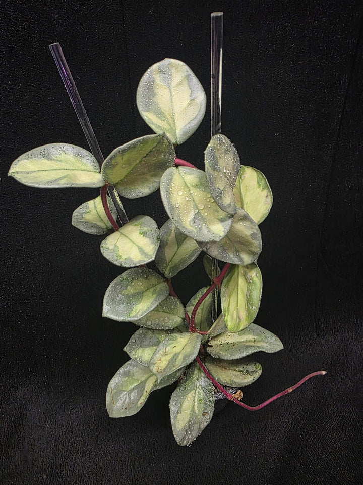 Hoya Argentea Princess #02