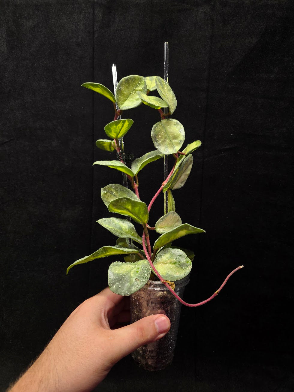 Hoya Argentea Princess #02