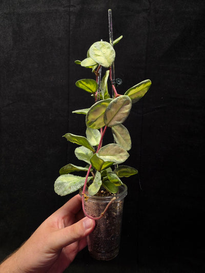 Hoya Argentea Princess #02