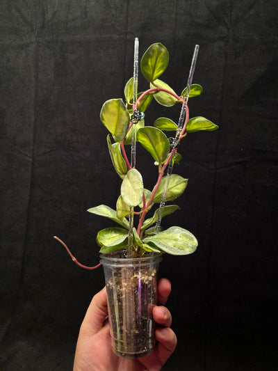 Hoya Argentea Princess #02