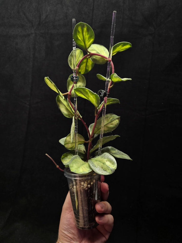 Hoya Argentea Princess #02