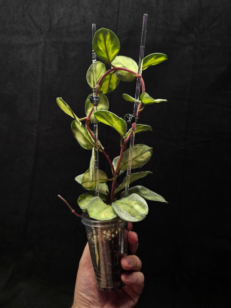 Hoya Argentea Princess #02