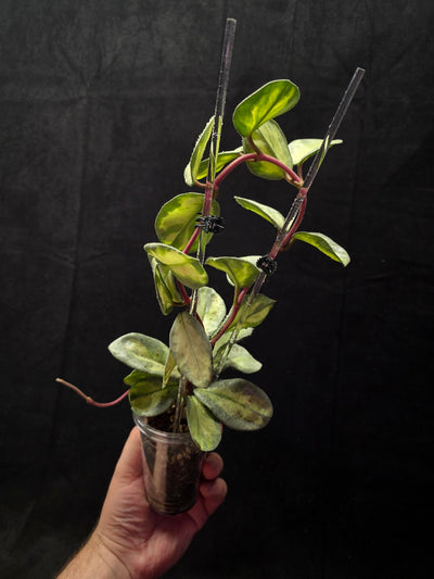 Hoya Argentea Princess #02