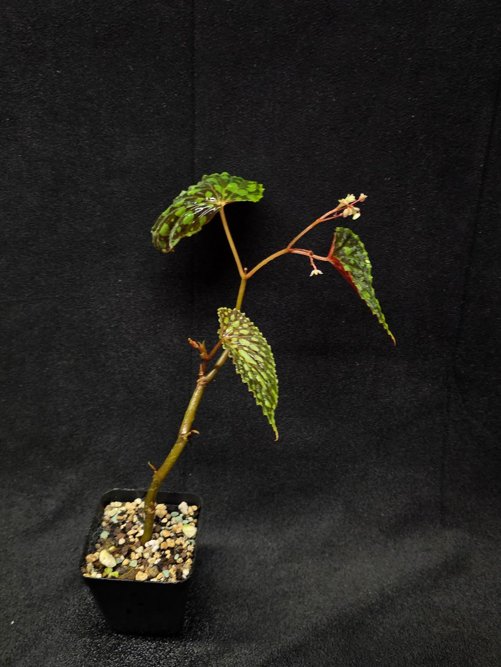 Begonia Chlorosticta #01