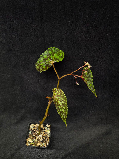 Begonia Chlorosticta #01