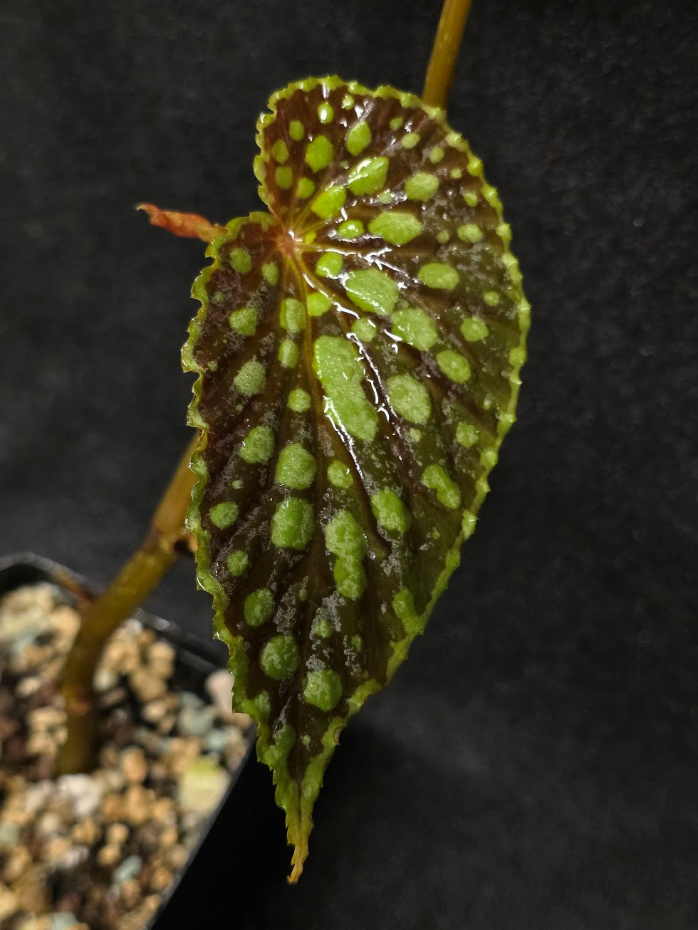Begonia Chlorosticta #01