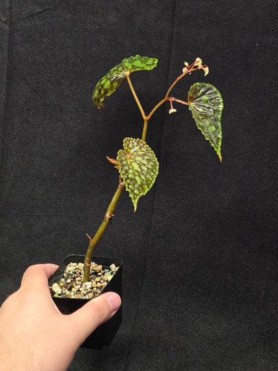 Begonia Chlorosticta #01