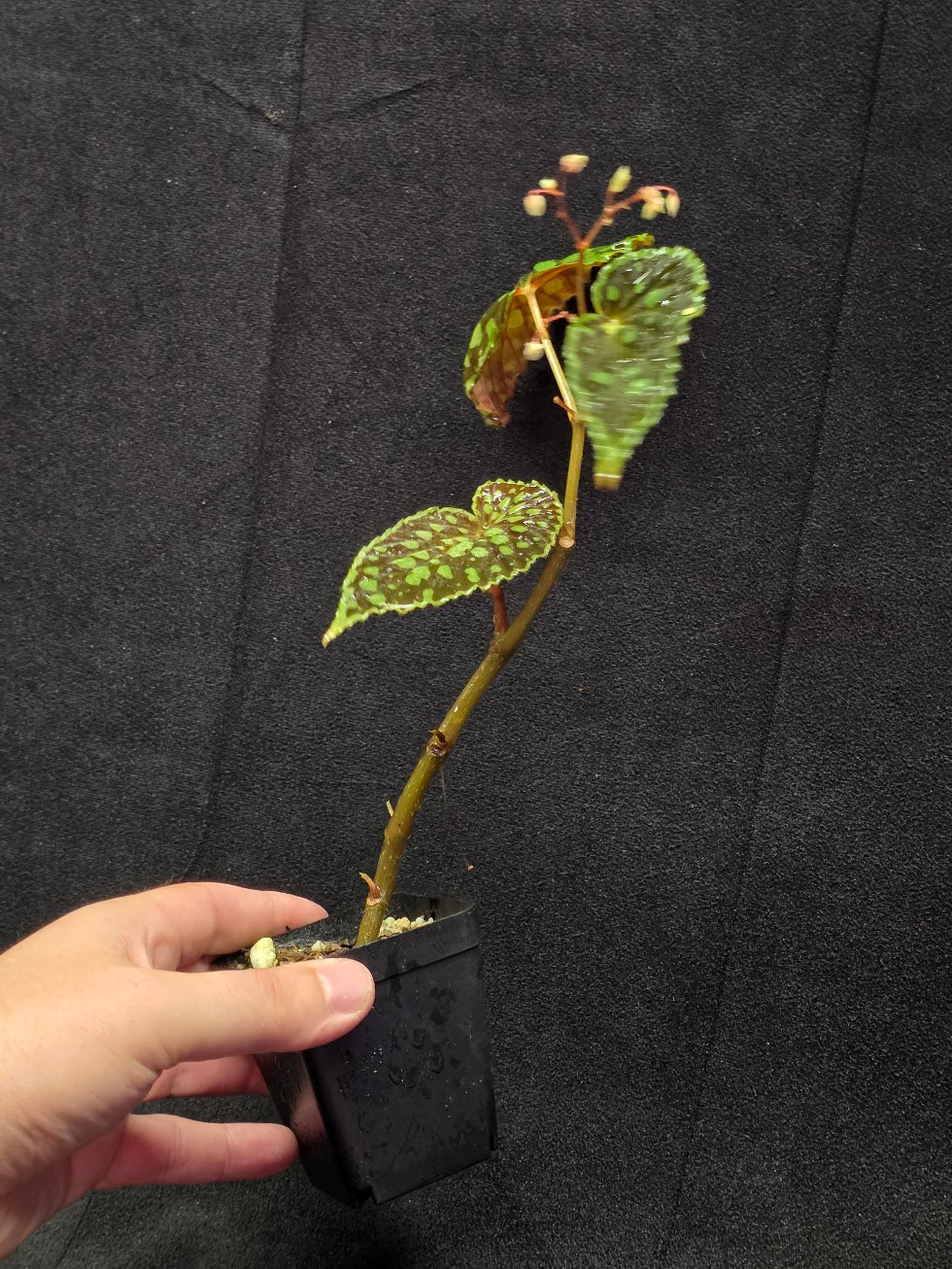 Begonia Chlorosticta #01