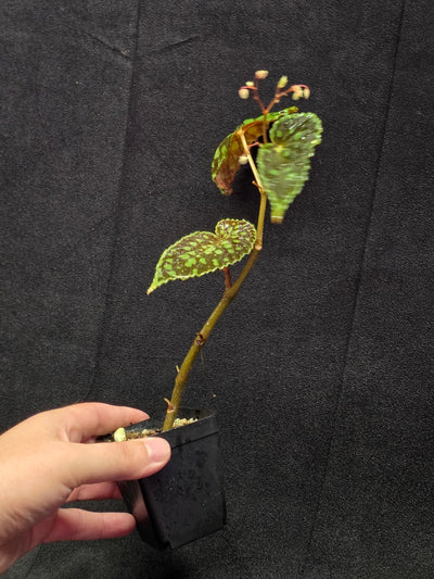 Begonia Chlorosticta #01