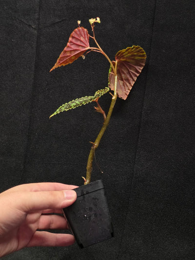 Begonia Chlorosticta #01