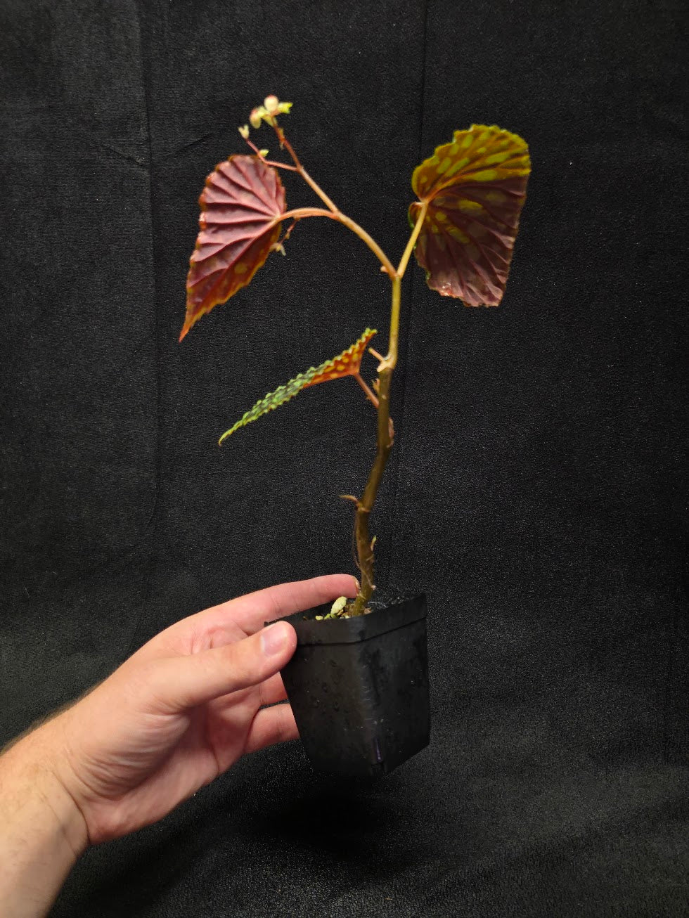 Begonia Chlorosticta #01