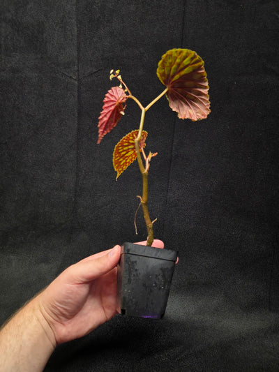 Begonia Chlorosticta #01