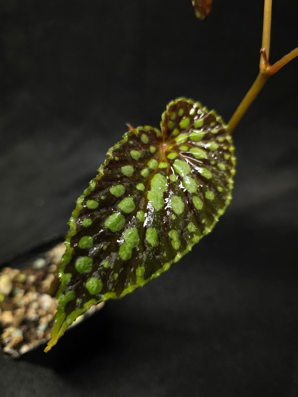 Begonia Chlorosticta #01