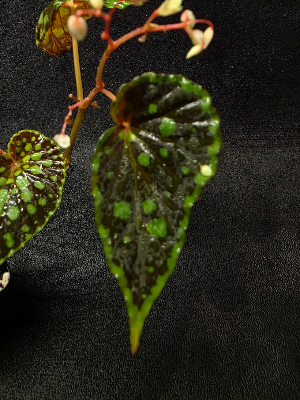 Begonia Chlorosticta #01