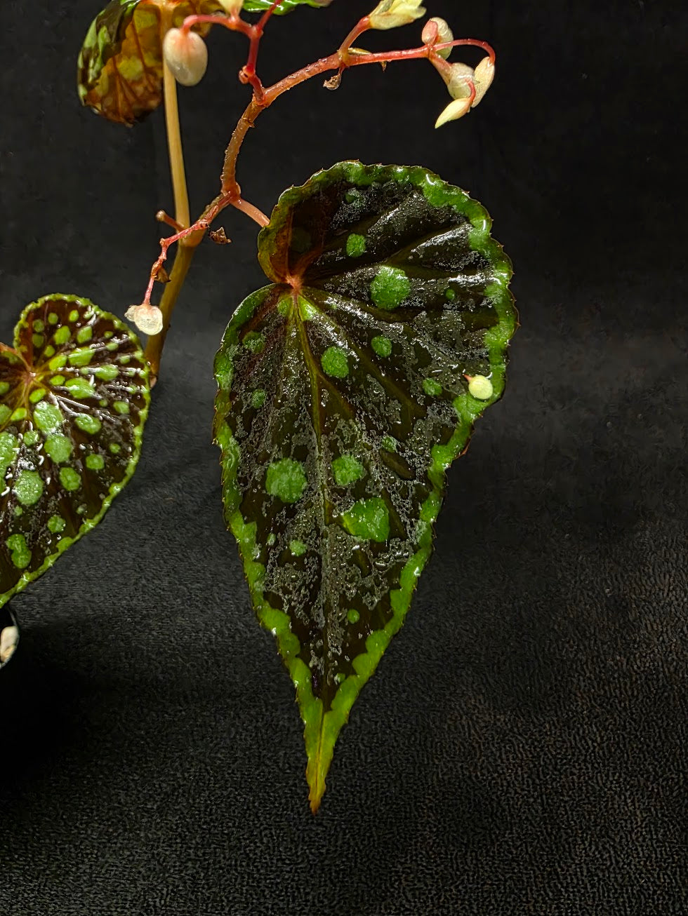 Begonia Chlorosticta #01