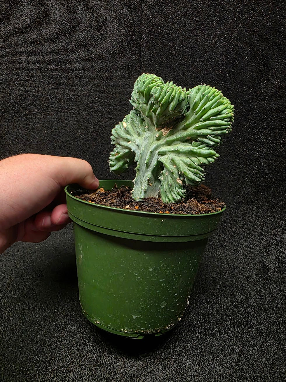 Myrtillocactus Geometrizans Crest #01