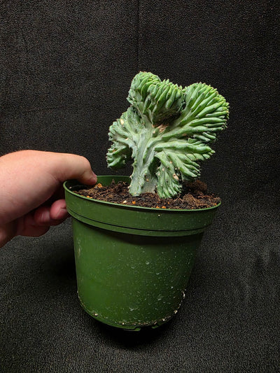 Myrtillocactus Geometrizans Crest #01