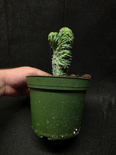 Myrtillocactus Geometrizans Crest #01