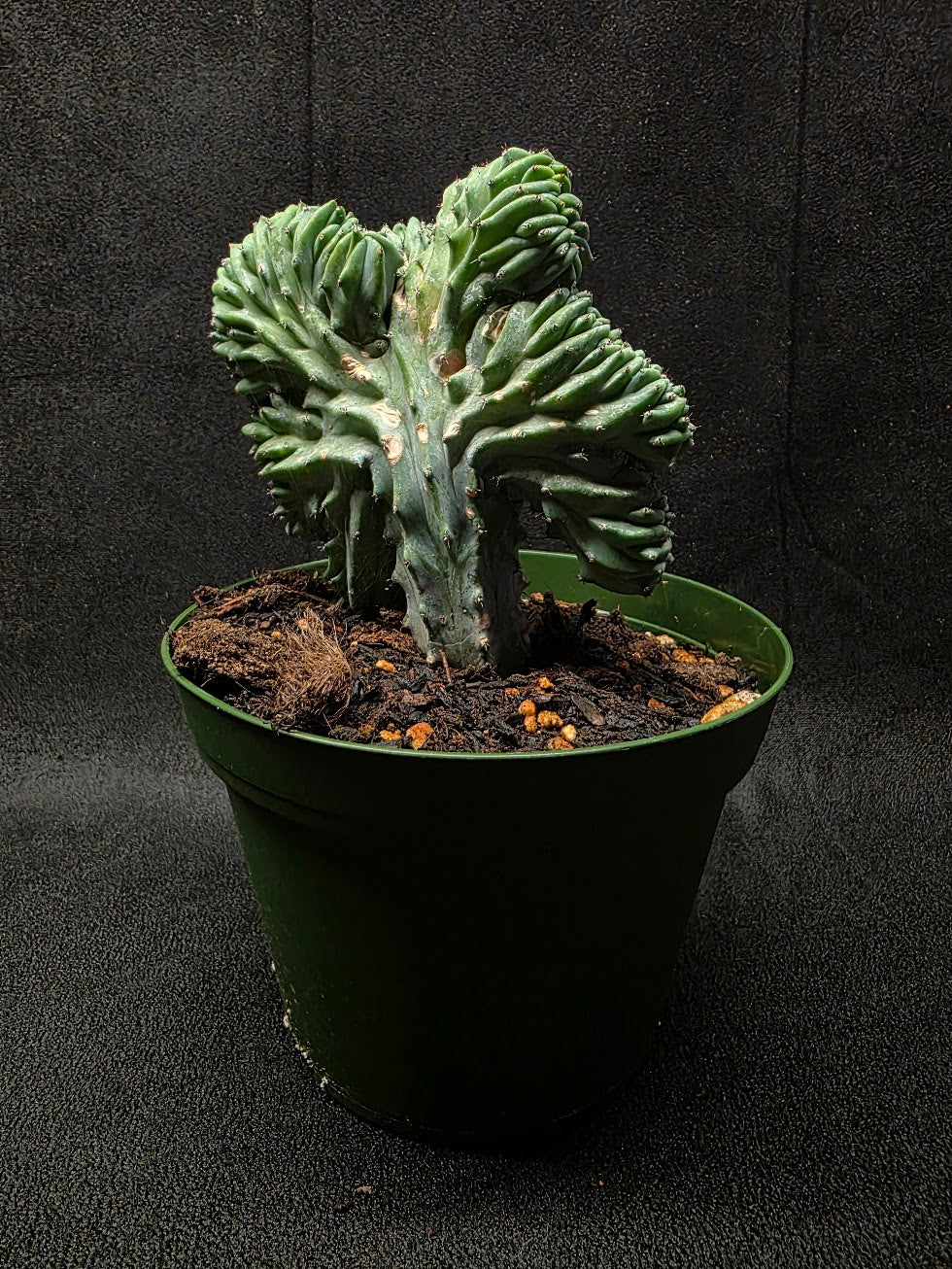 Myrtillocactus Geometrizans Crest #01