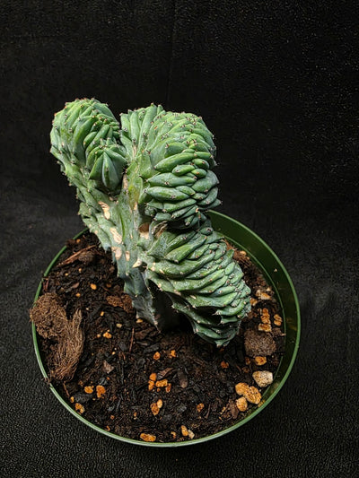 Myrtillocactus Geometrizans Crest #01