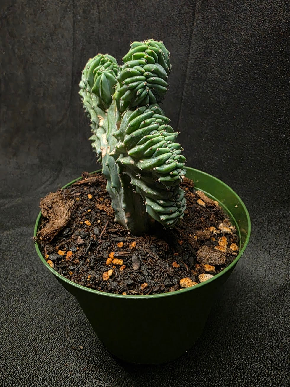 Myrtillocactus Geometrizans Crest #01