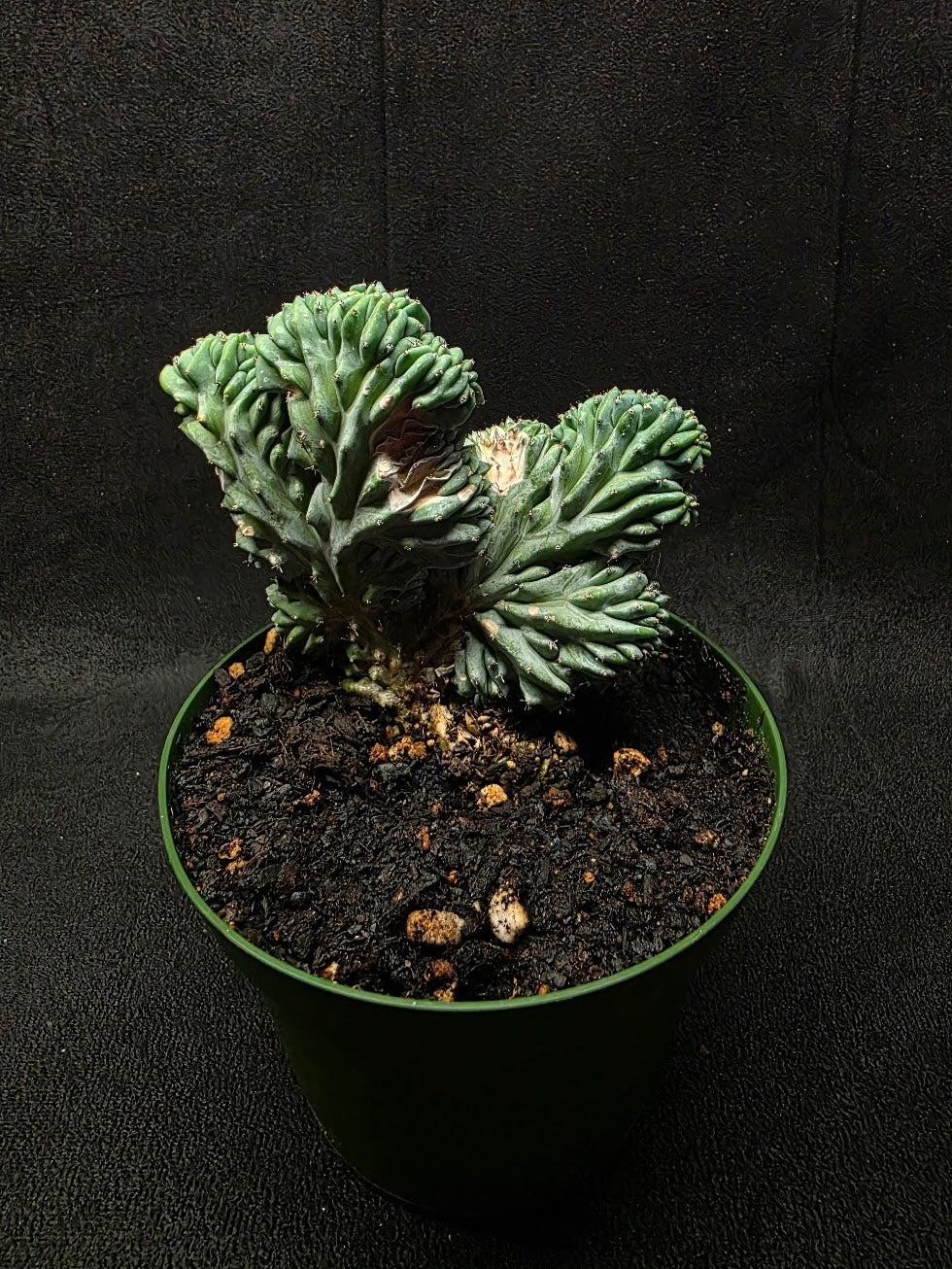Myrtillocactus Geometrizans Crest #02