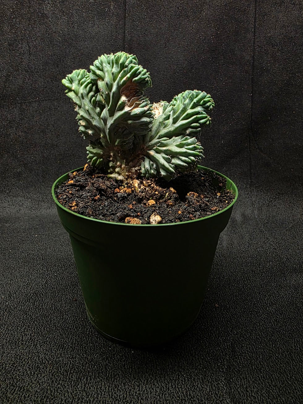 Myrtillocactus Geometrizans Crest #02