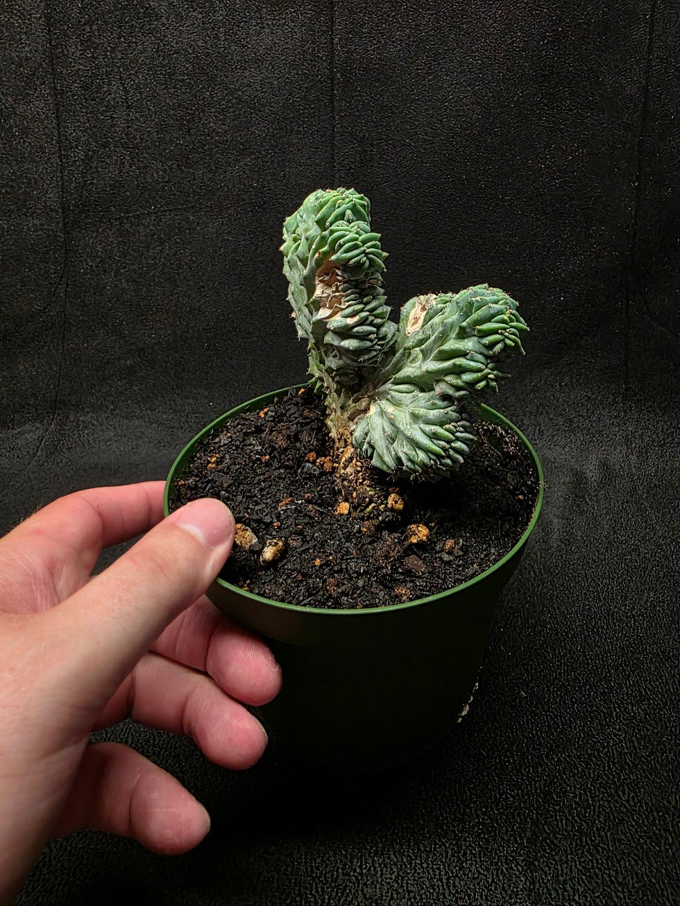 Myrtillocactus Geometrizans Crest #02