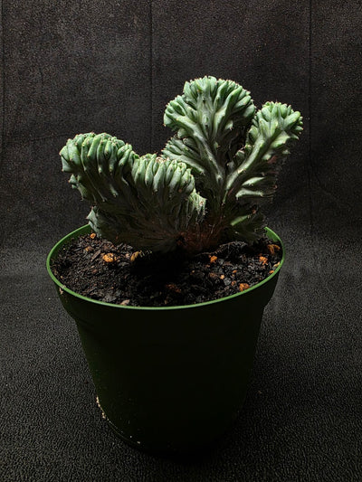 Myrtillocactus Geometrizans Crest #02