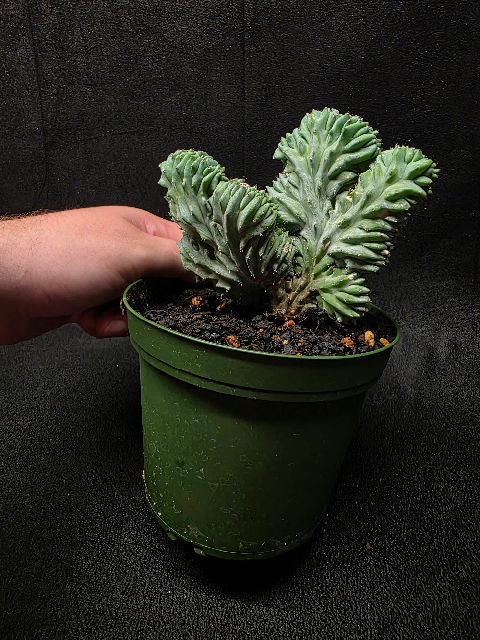 Myrtillocactus Geometrizans Crest #02