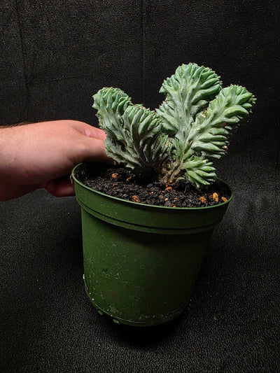 Myrtillocactus Geometrizans Crest #02
