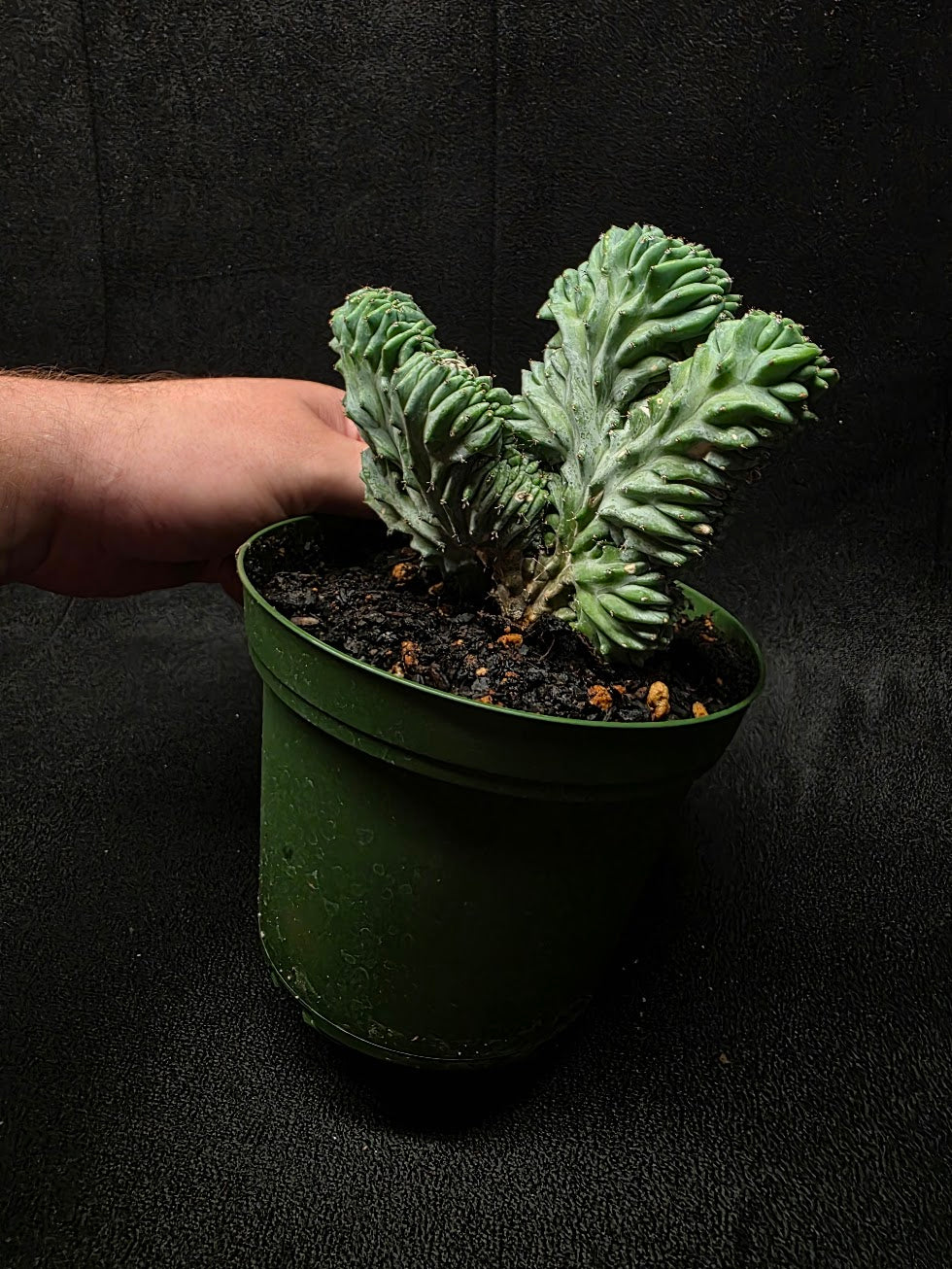 Myrtillocactus Geometrizans Crest #02