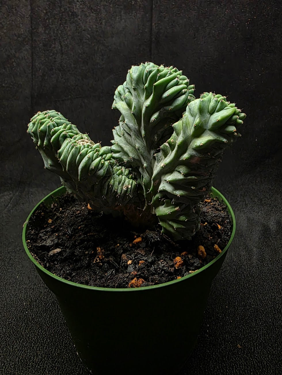 Myrtillocactus Geometrizans Crest #02