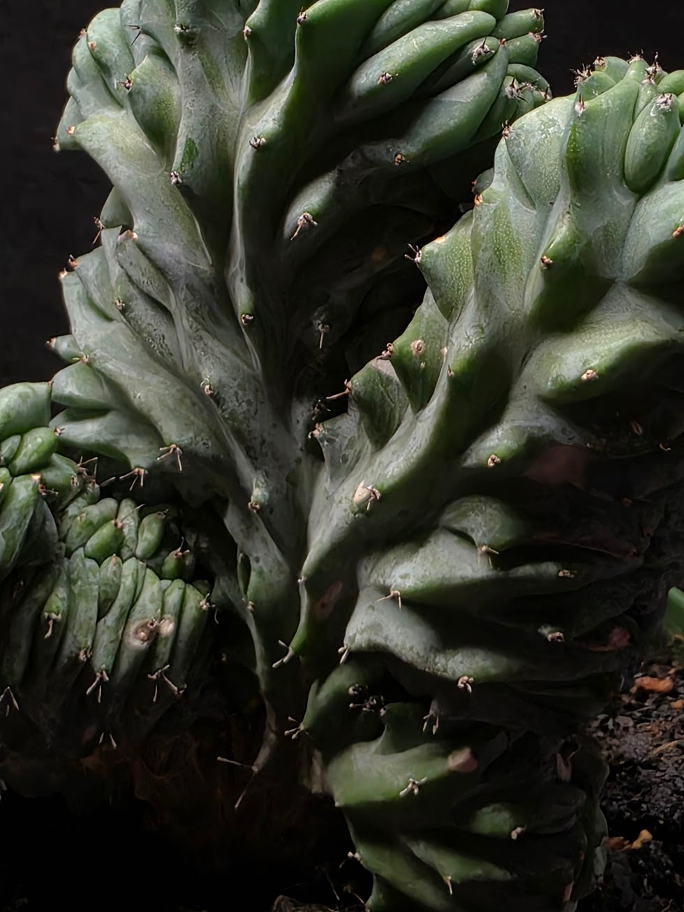 Myrtillocactus Geometrizans Crest #02