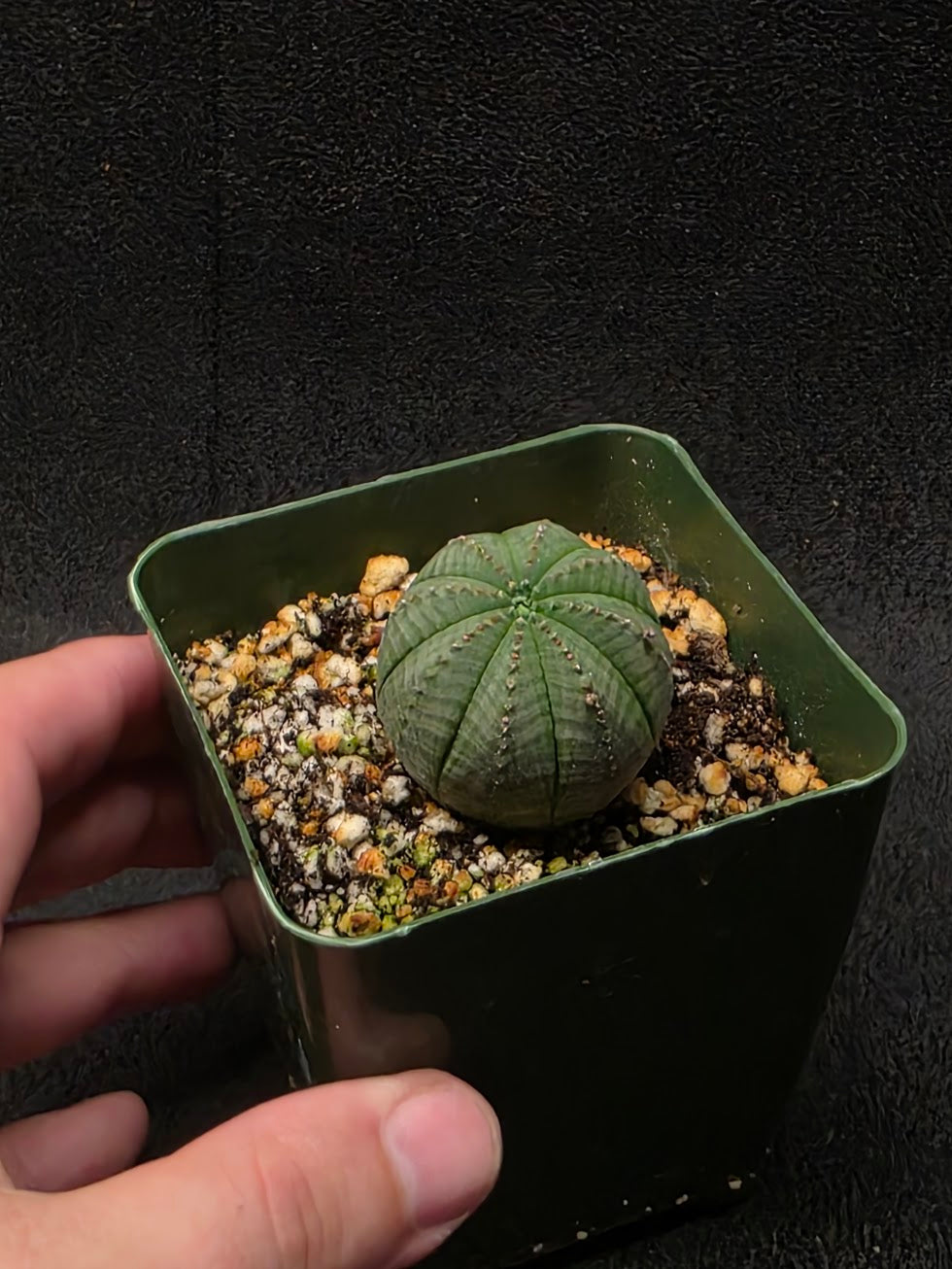 Euphorbia Obesa (Baseball Plant) #01