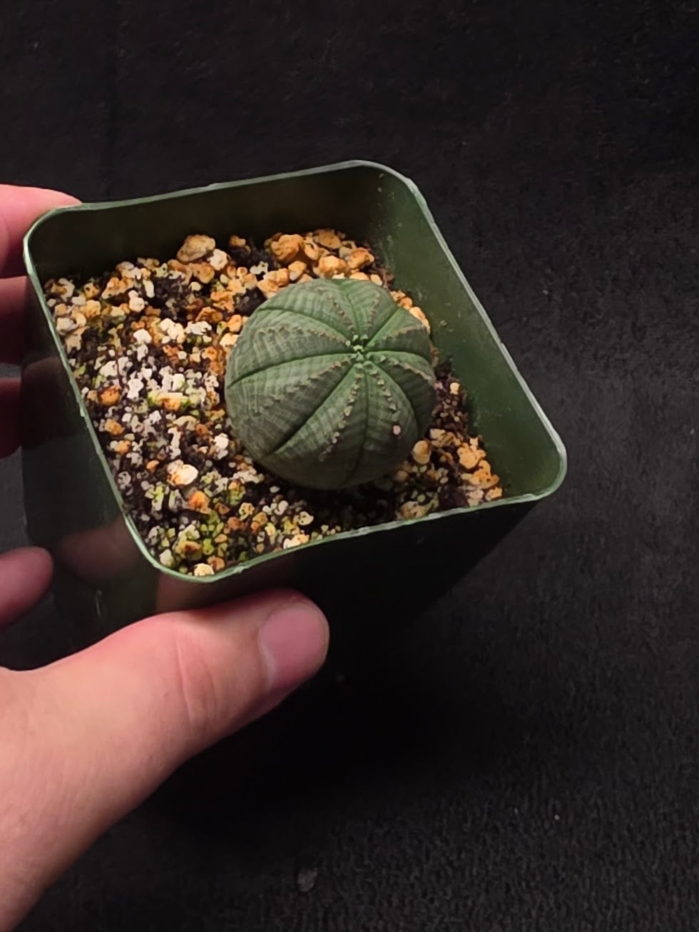 Euphorbia Obesa (Baseball Plant) #01