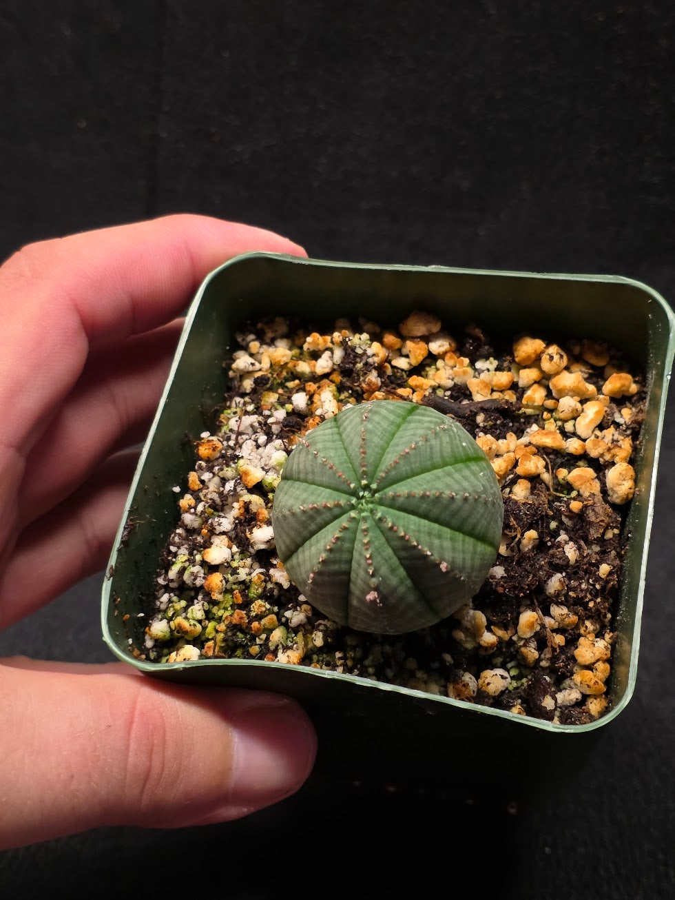 Euphorbia Obesa (Baseball Plant) #01