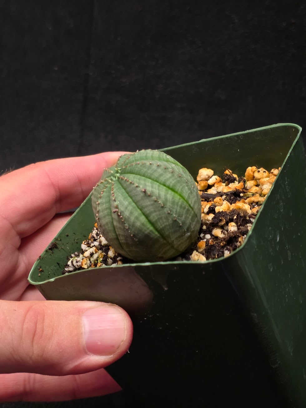 Euphorbia Obesa (Baseball Plant) #01