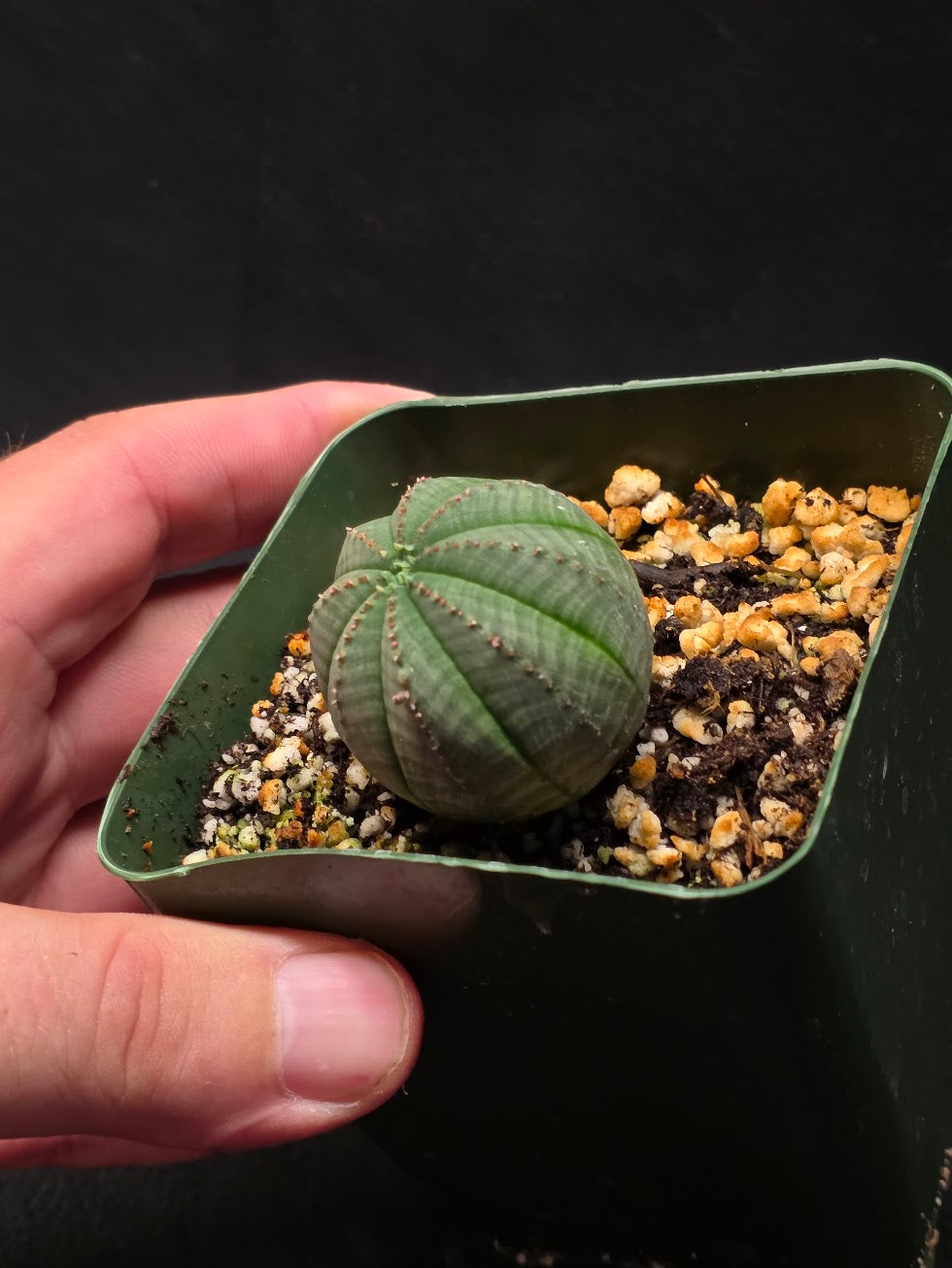 Euphorbia Obesa (Baseball Plant) #01