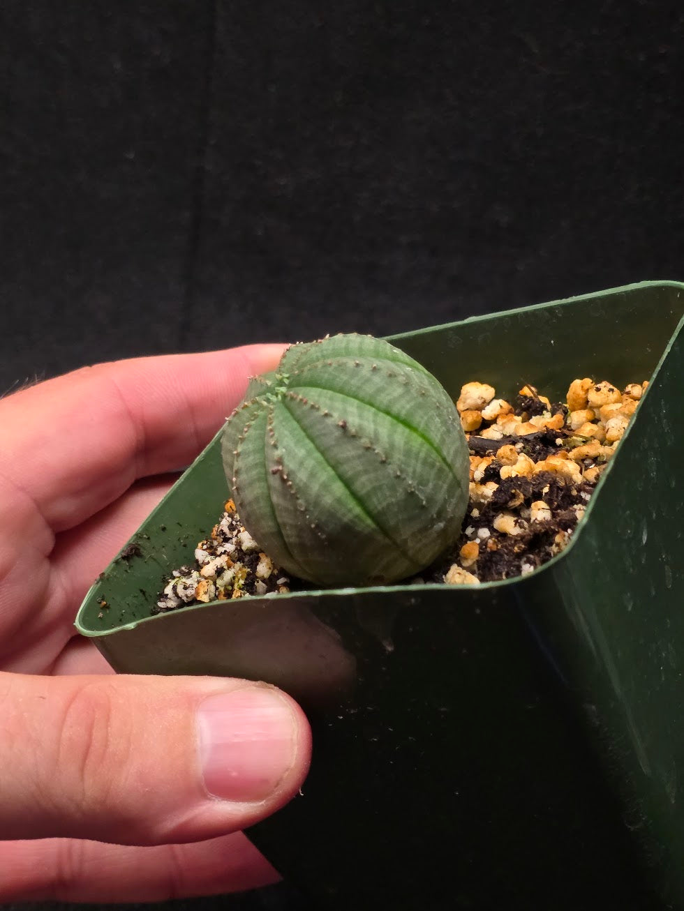 Euphorbia Obesa (Baseball Plant) #01