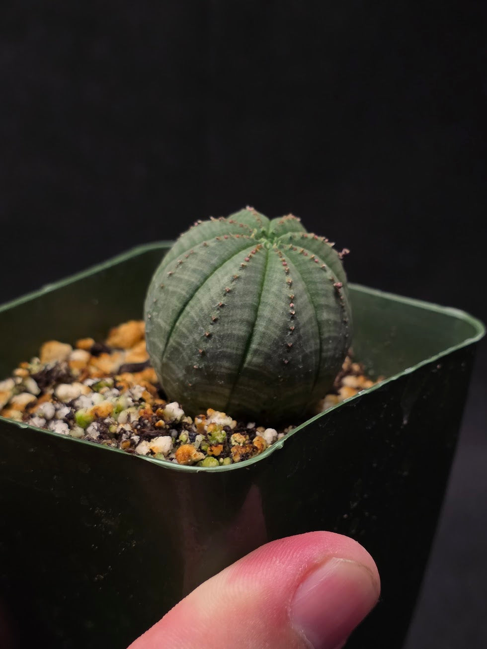 Euphorbia Obesa (Baseball Plant) #01