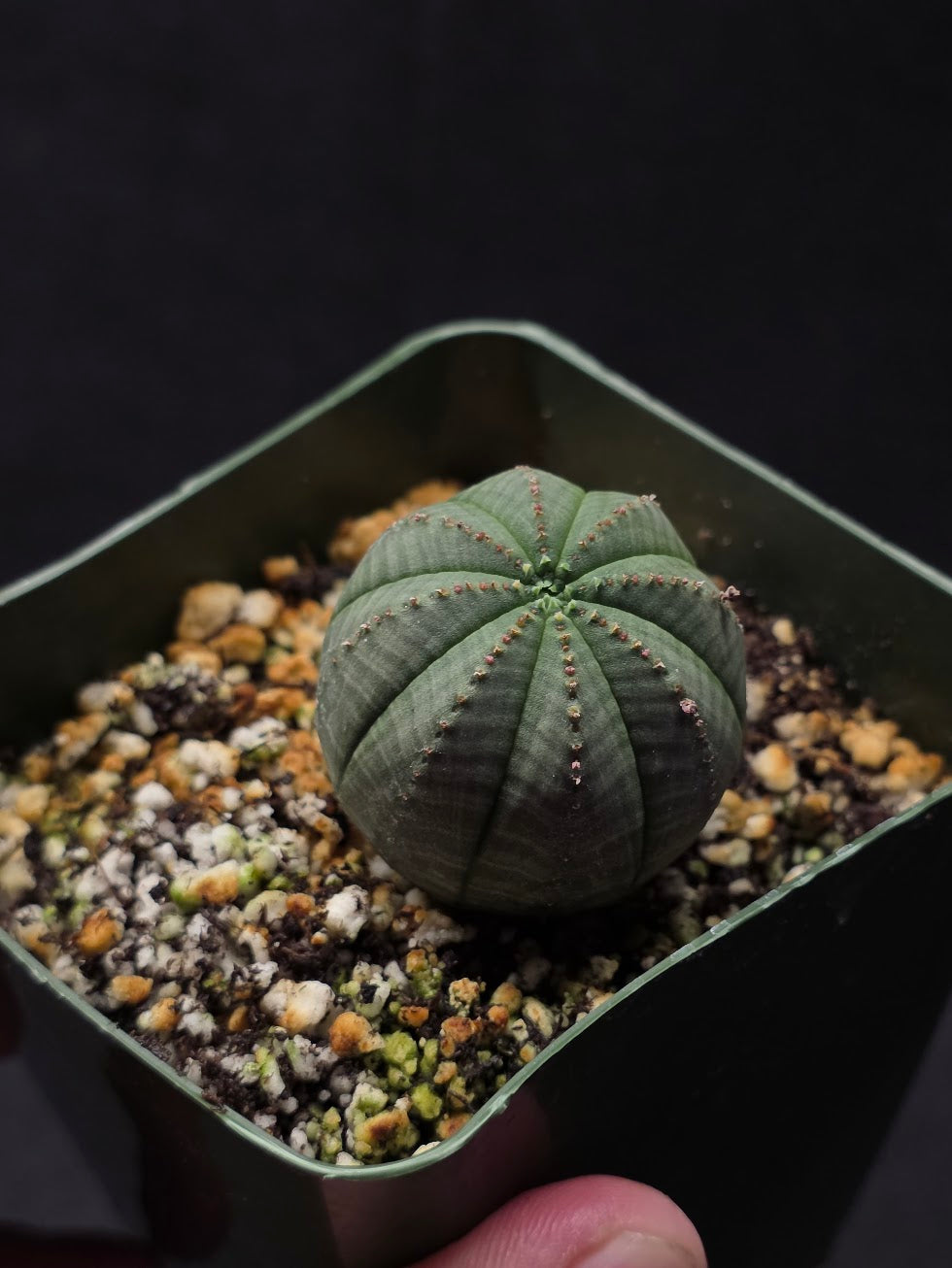 Euphorbia Obesa (Baseball Plant) #01