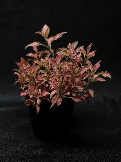 Fittonia Albivenis Frankie #02